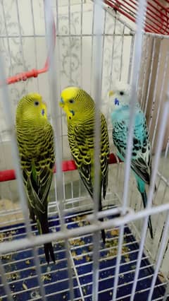 Australian parrots