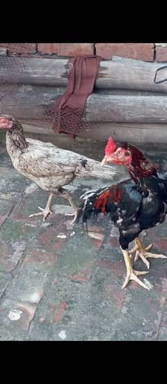 Mianwali jora for sale 03204048942