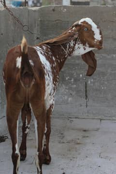 makachini female desi breed