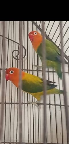 A++ Quality breeder lovebird 1 pair and 1 piece.