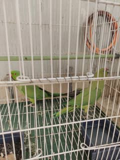 Pair of Green Parrots with cage