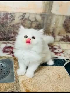 Persian  | Persian Cat | Punch Face Persian 03293556197WhatsApp