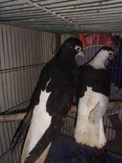 pair hai