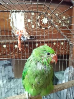 Green parrot