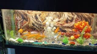 Fish Aquarium with Oxygen & Filter pump with fishes.