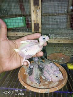 cocktail chick  coman v paid