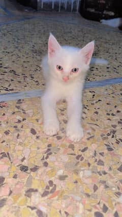Persian male female available clor blue brown eyes. 4 kitten available