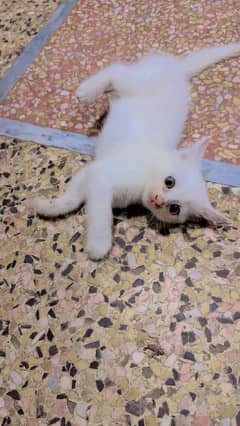 Persian