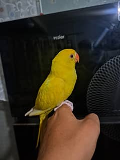 yellow ring neck