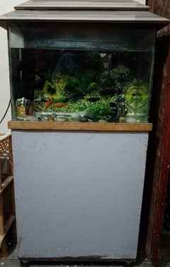 fish aquarium