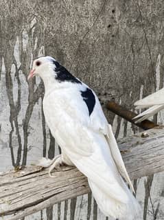 White fancy pigeon