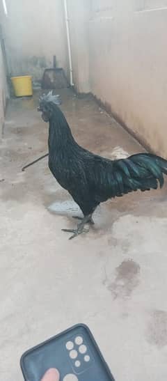 Ayam Simani Indonatia breed