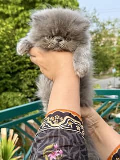 Peki Face Persian Kitten