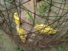 Yellow ringnack chicks age 2 month