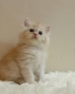 persian /triple coat/ punch face/ female kitten