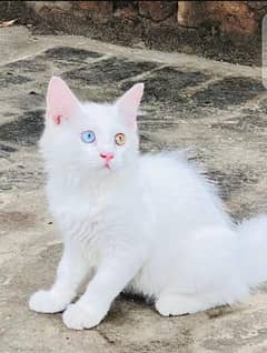 so friendly and gorgeous kitten