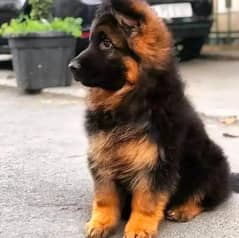 German Shepherd male puppy for sale