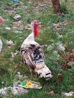Turkey Bird Pair Urgent sale