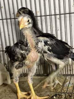 Black and coco Shamo Chicks