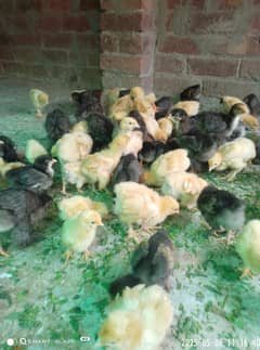 golden and black buff chicks 350