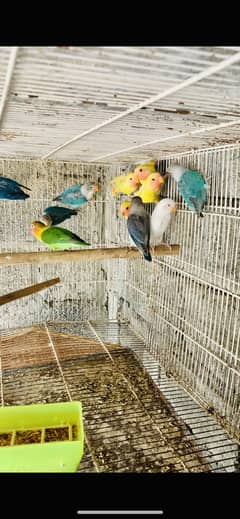 Love birds