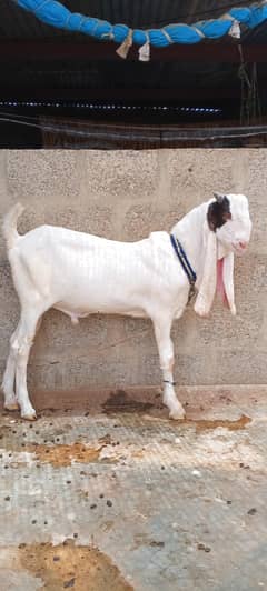 Ando Bakra