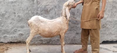 pregnant bhair gaban chatri chatra Mundra mundri bakra