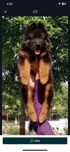 German Shepherd male puppy for sale