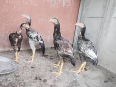 Four Aseel chicks