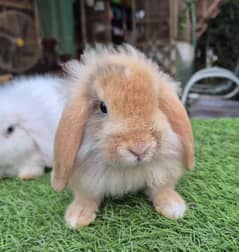 Imported Lops cute Rabbits