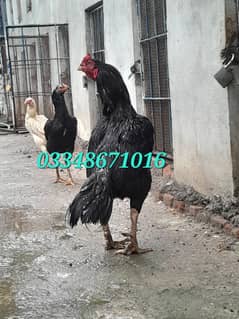 Mushka pair or 1 papr white heeri madi