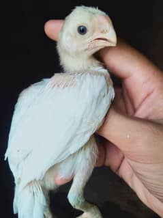 Indian perot beek long tail