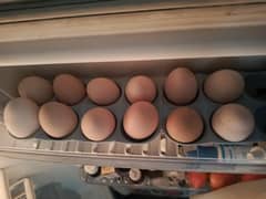 Desi Egg