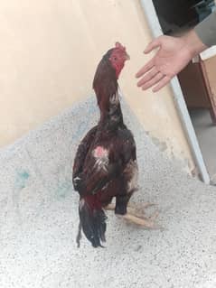 pure asil murga birds good Quality good bread