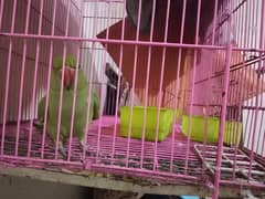 Kashmiri Raw For sale with Cage