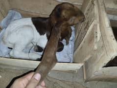 Sindhi bakri abhi 2 bache dea hn dono nar hain