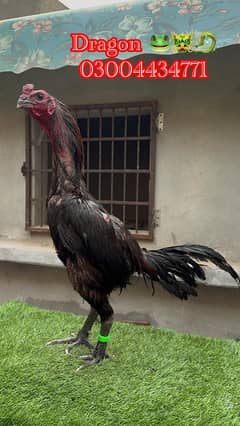 Thai dragon Chicks 03004434771
