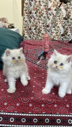 kitten for sale/persian kitten/white cat/triple coated kitten