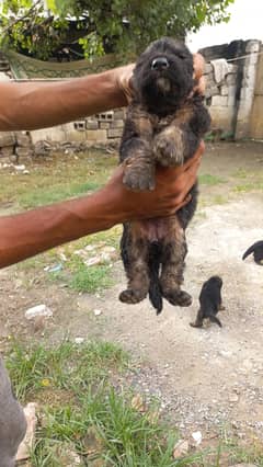 German shepherd long coat puppies