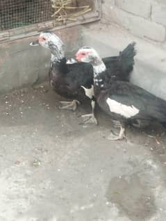 ducks good and healthy