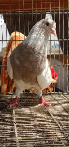 high flyer pigeon
