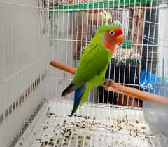 Female Lovebird & Cockatiel for Sale