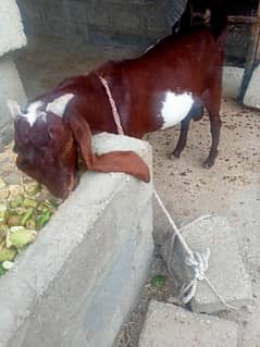 bakra