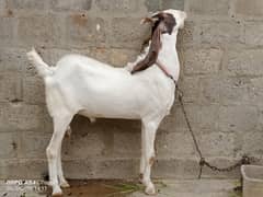 gulabi ablak bakra & kamoori ajrak bakri