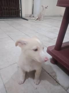 male puppy Russian dog