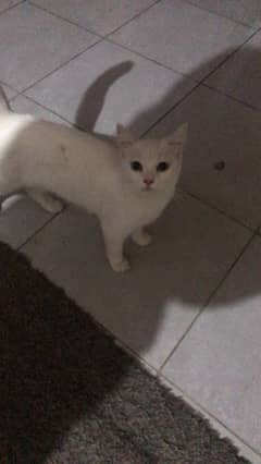 Cat for adoption