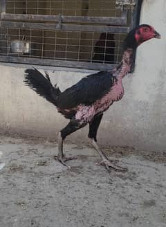 Imported ninja Burmi F1 breed