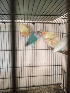 love birds cremino decino