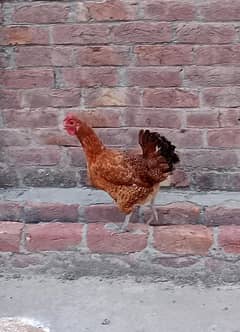 Desi murgi Andy Dani wali