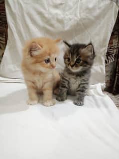 Persian kittens for sale.